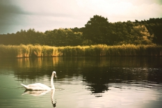 Swan Lake