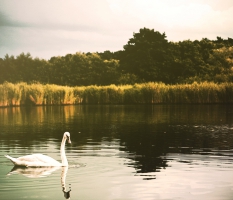 Swan Lake