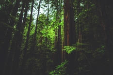 Redwoods