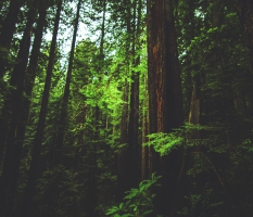 Redwoods