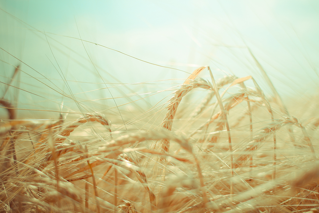 wheat-fields