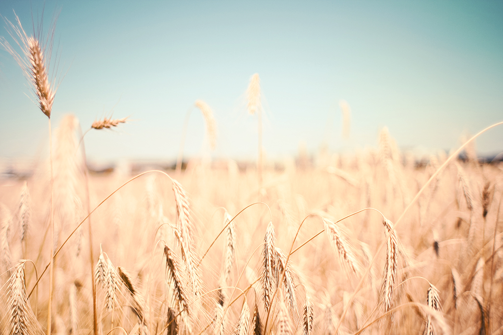 wheat-grass