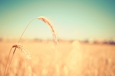 Wheat Fields