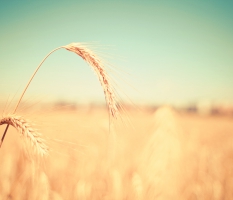 Wheat Fields